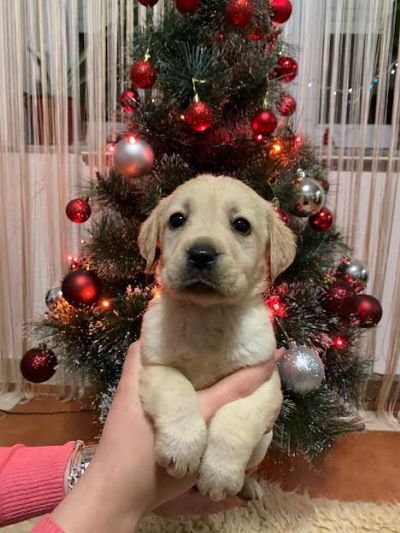 tenci labrador retrivera 